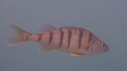 P6102607 null