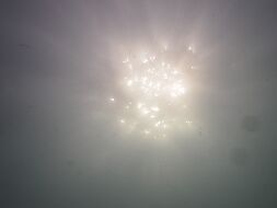 P8304825 null