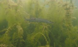 P6270141 null