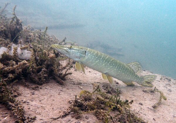 2021 Unterwasser