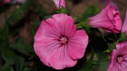 P7010168 null