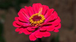 P7010169 null
