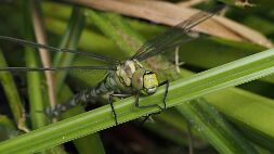 P7160134 null