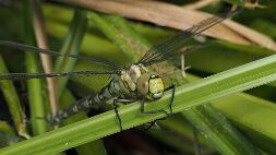 P7160135 null