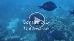 Bonaire Unterwasser 2014 null