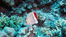 P7130137 null