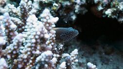 P7130152 null