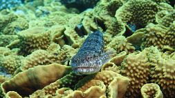P7140220 null