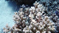 P707053470 null