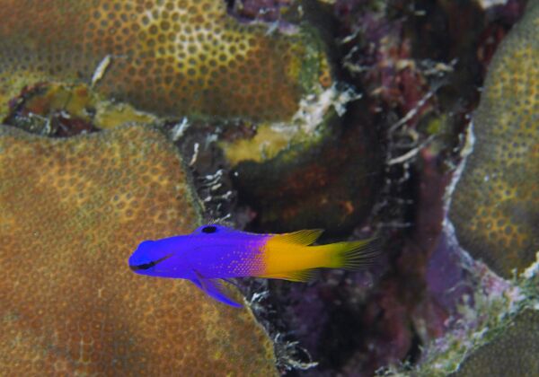 2016 Bonaire