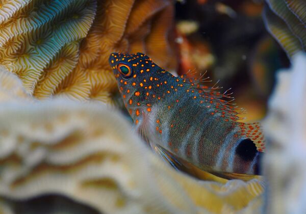 2017 Bonaire