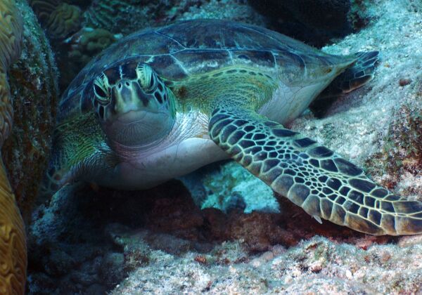 2018 Bonaire