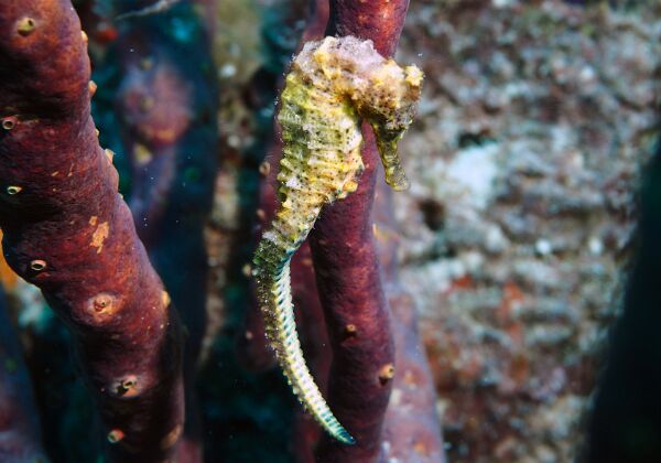 2021 Bonaire