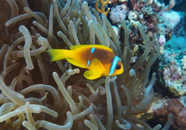 2021 Marsa Alam