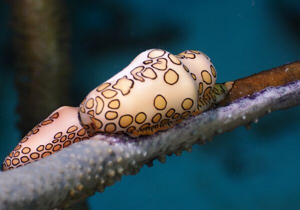 2022 Bonaire