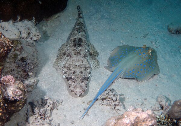 2022 Marsa Alam