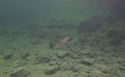 P9270145 null